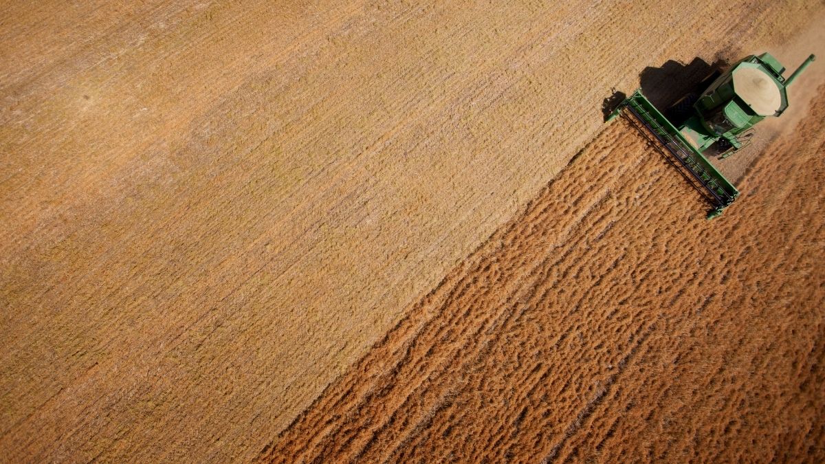 Harvester reaping a lentil crop during harvest.