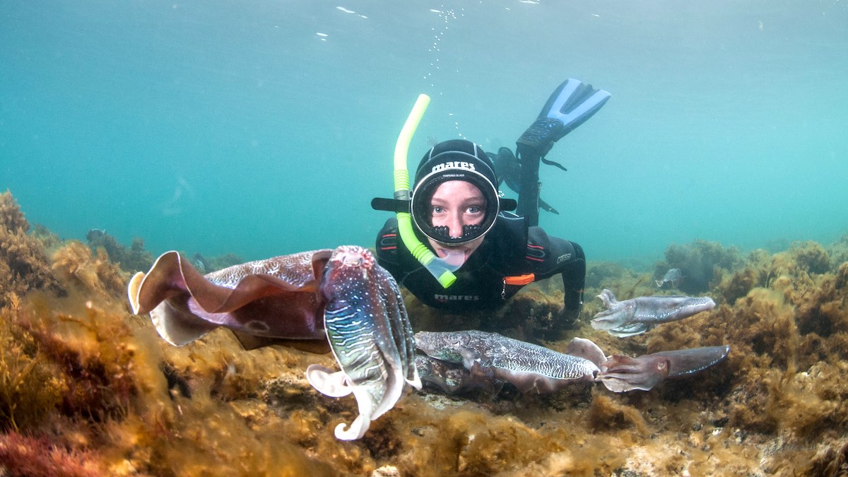 Giant Cuttlefish at Stony Point, Eyre Peninsula. PIC - Carl Charter
