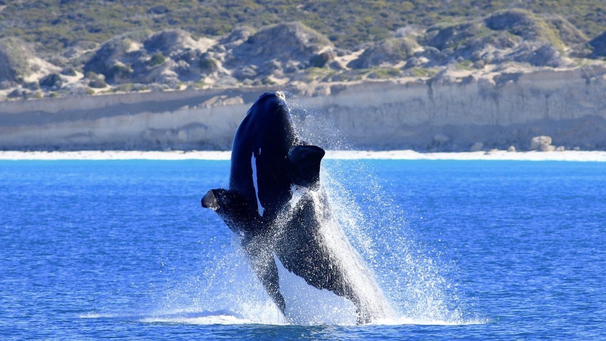 EP Cruises' Fowler's Bay whale watching experience is over, due to new government restrictions.