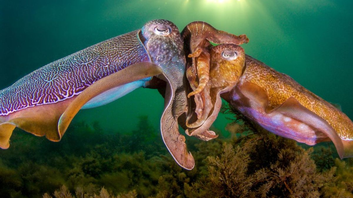 Giant Australian Cuttlefish swimming in the waters of South Australia’s Upper Spencer Gulf near Whyalla.