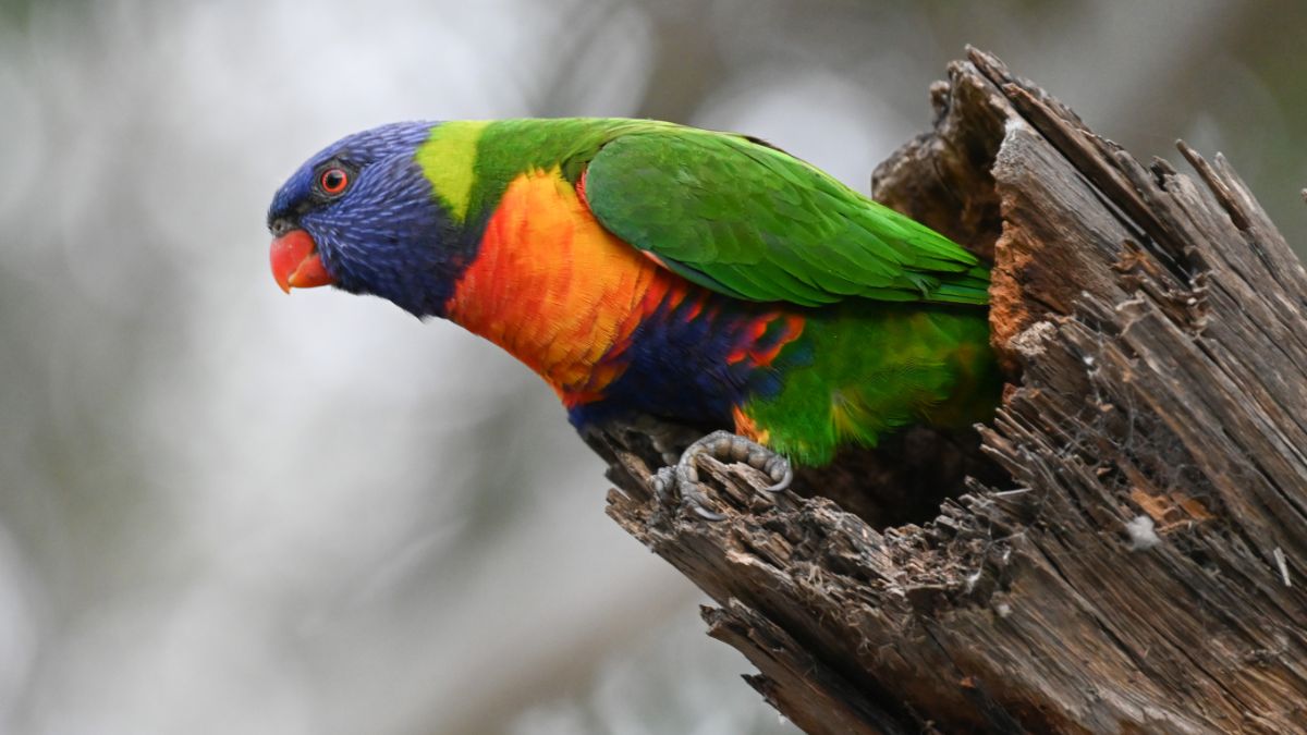 Rainbow Lorikeet perched in a tree hollow, showing its blue head, orange breast and green wings.