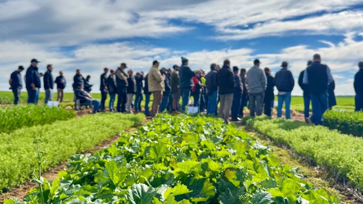 Hart Field Day returns on September 15 with crop trials, industry experts and research as optimism returns to SA's cropping regions.