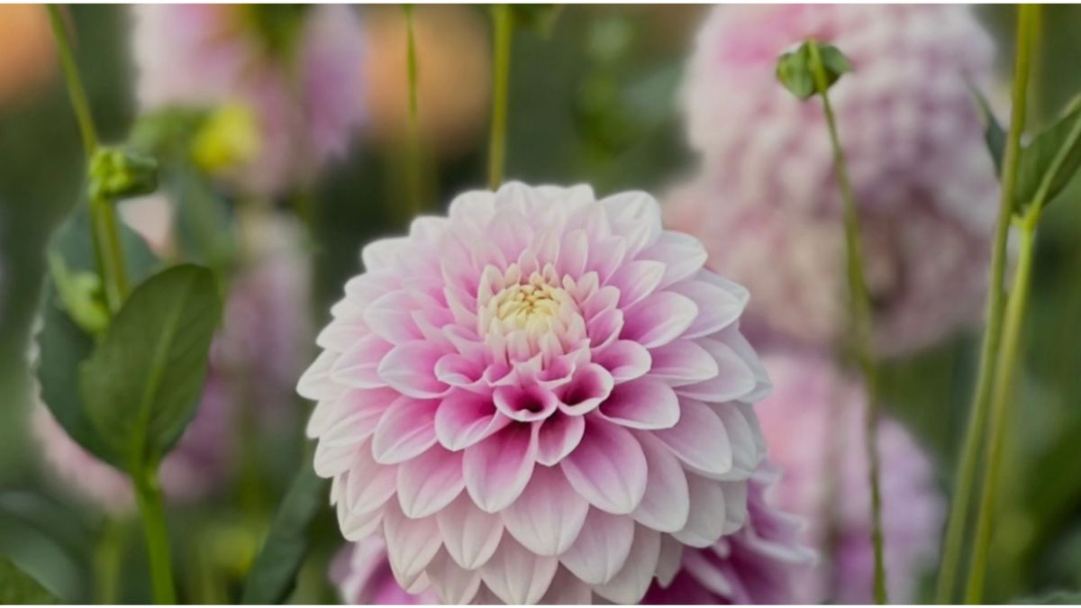 Flower Farms are popping up right across South Australia.